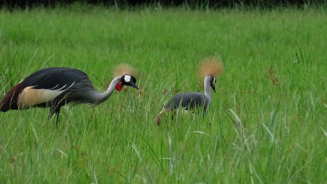 Gray Crowned-Crane - ML646395956