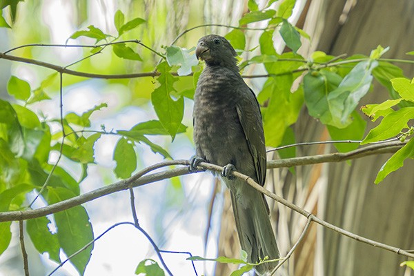 Seychelles Parrot - ML646395959