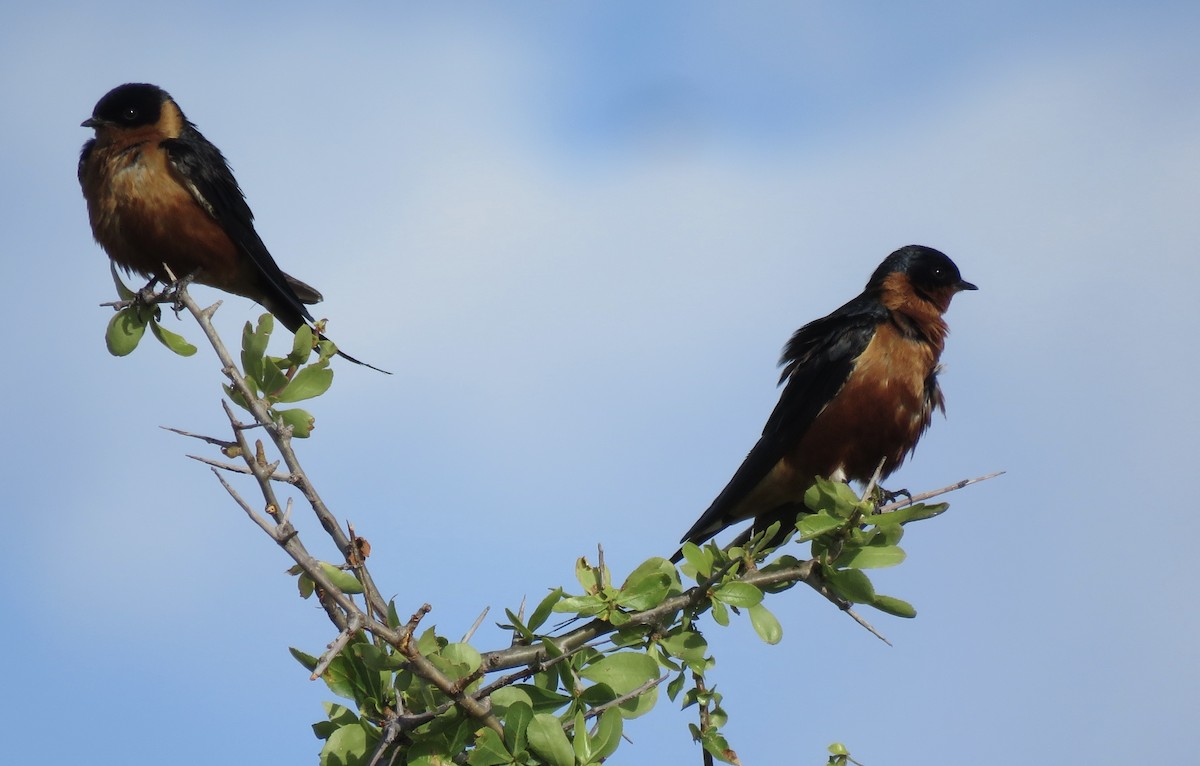 Rufous-chested Swallow - ML646395965
