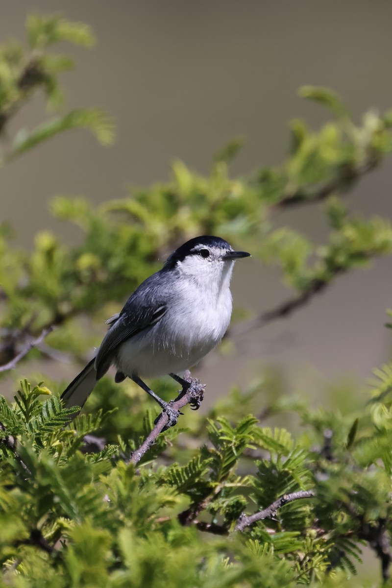 Marañon Gnatcatcher - ML646395966