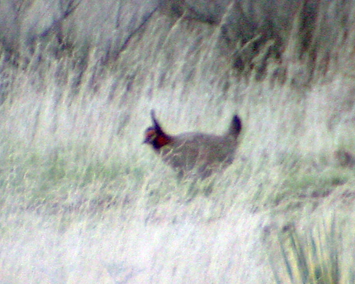 Lesser Prairie-Chicken - ML646395967