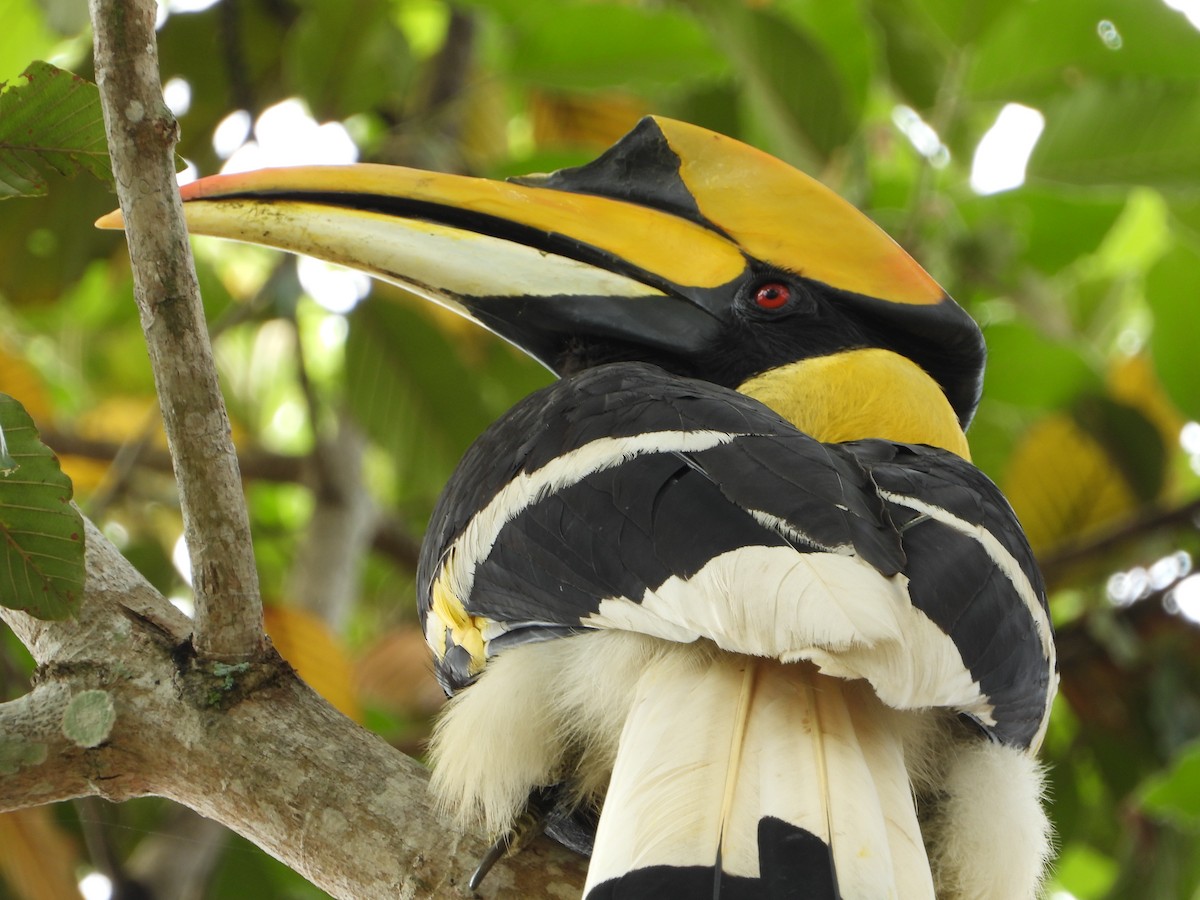 Great Hornbill - ML646395972