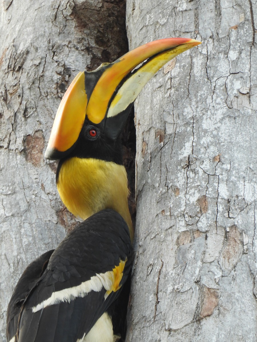 Great Hornbill - ML646395974