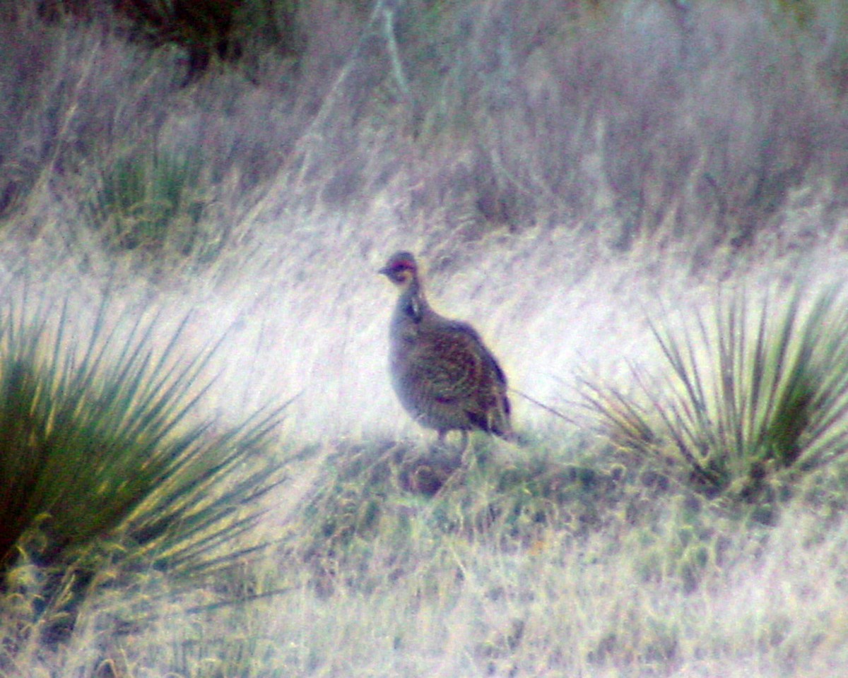 Lesser Prairie-Chicken - ML646395975