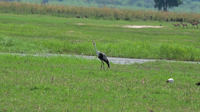 Wattled Crane - ML646395976