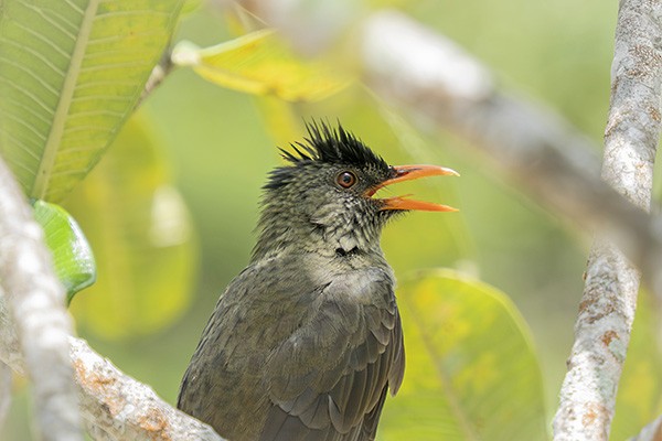 Seychelles Bulbul - ML646395978