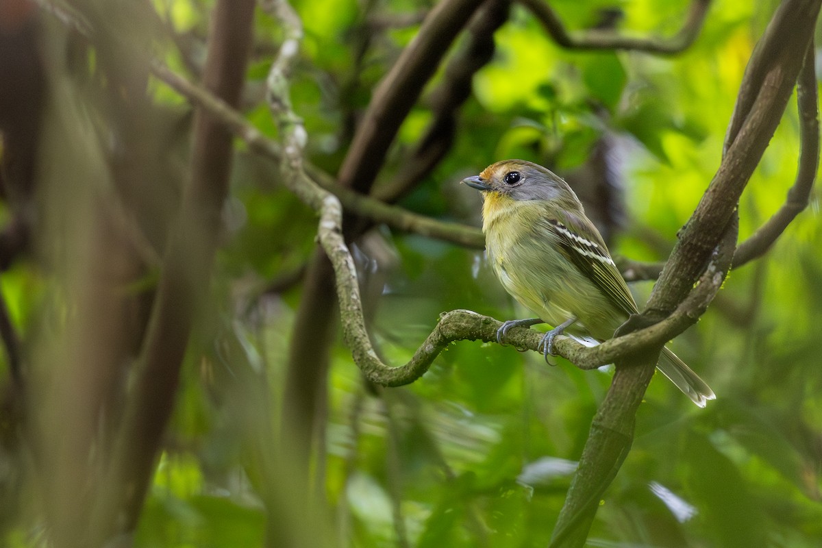 Wing-barred Piprites - ML646395982