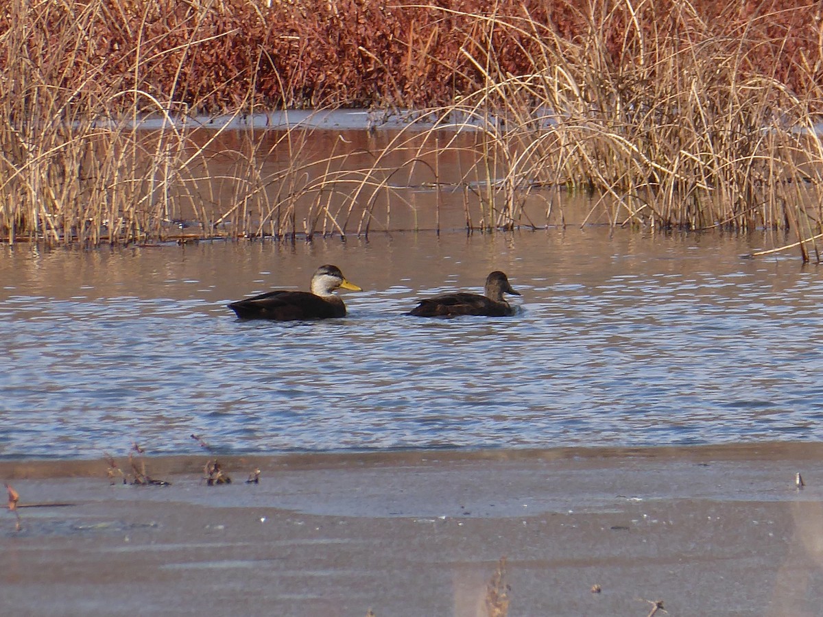 American Black Duck - ML646395983