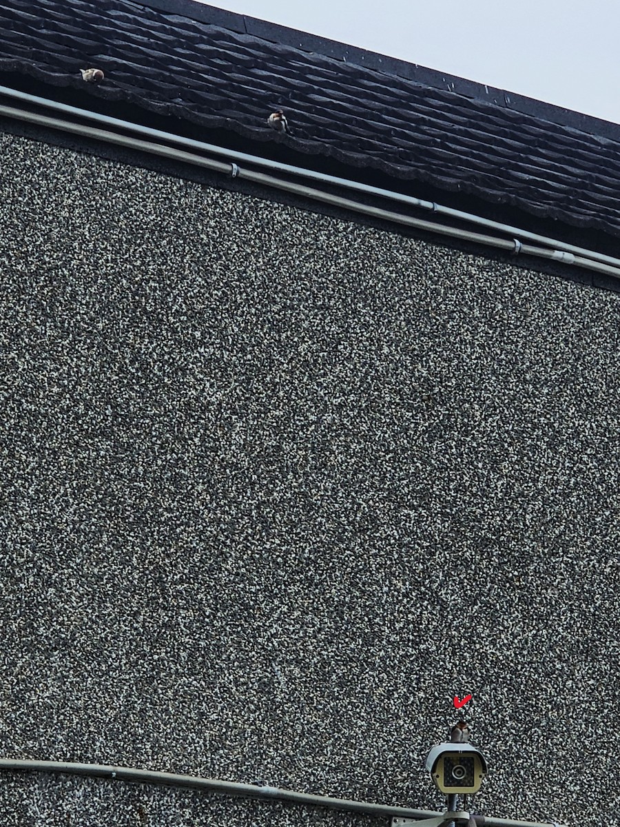 Pacific Swallow - ML646395986