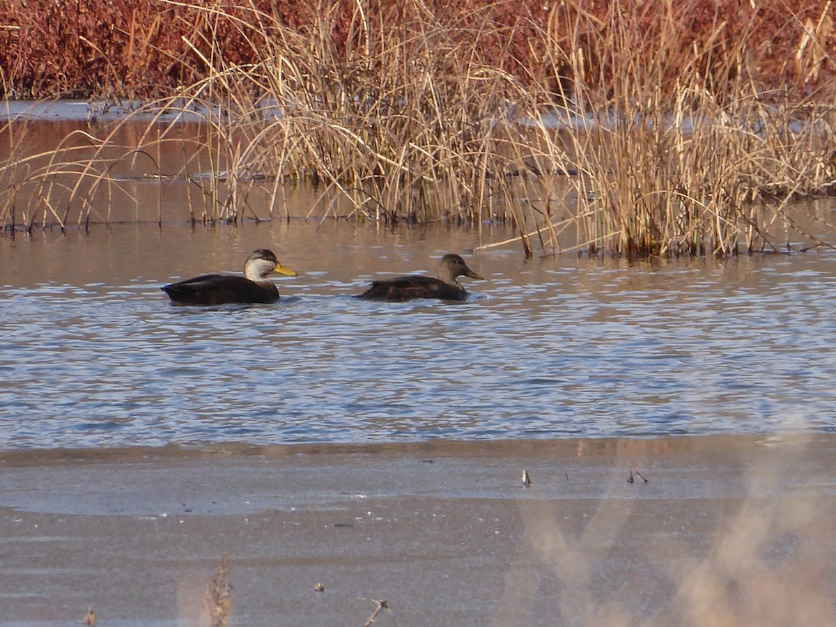 American Black Duck - ML646395993