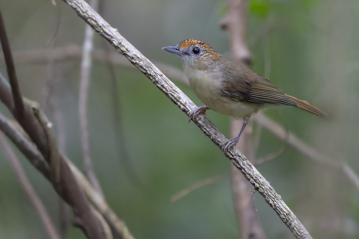 Scaly-crowned Babbler - ML646395994
