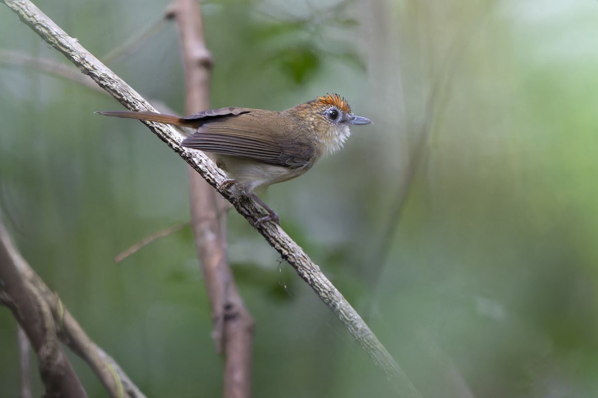 Scaly-crowned Babbler - ML646395995
