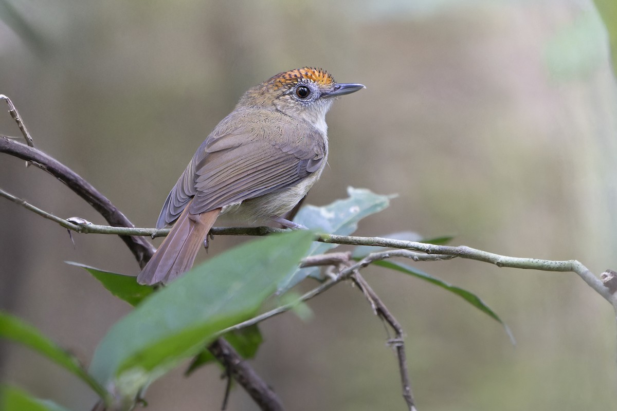 Scaly-crowned Babbler - ML646395996