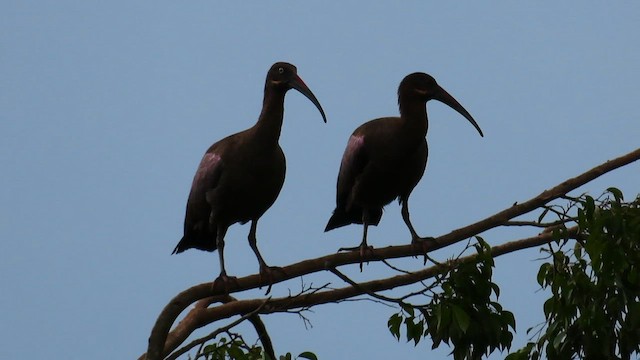 Hadada Ibis - ML646395997
