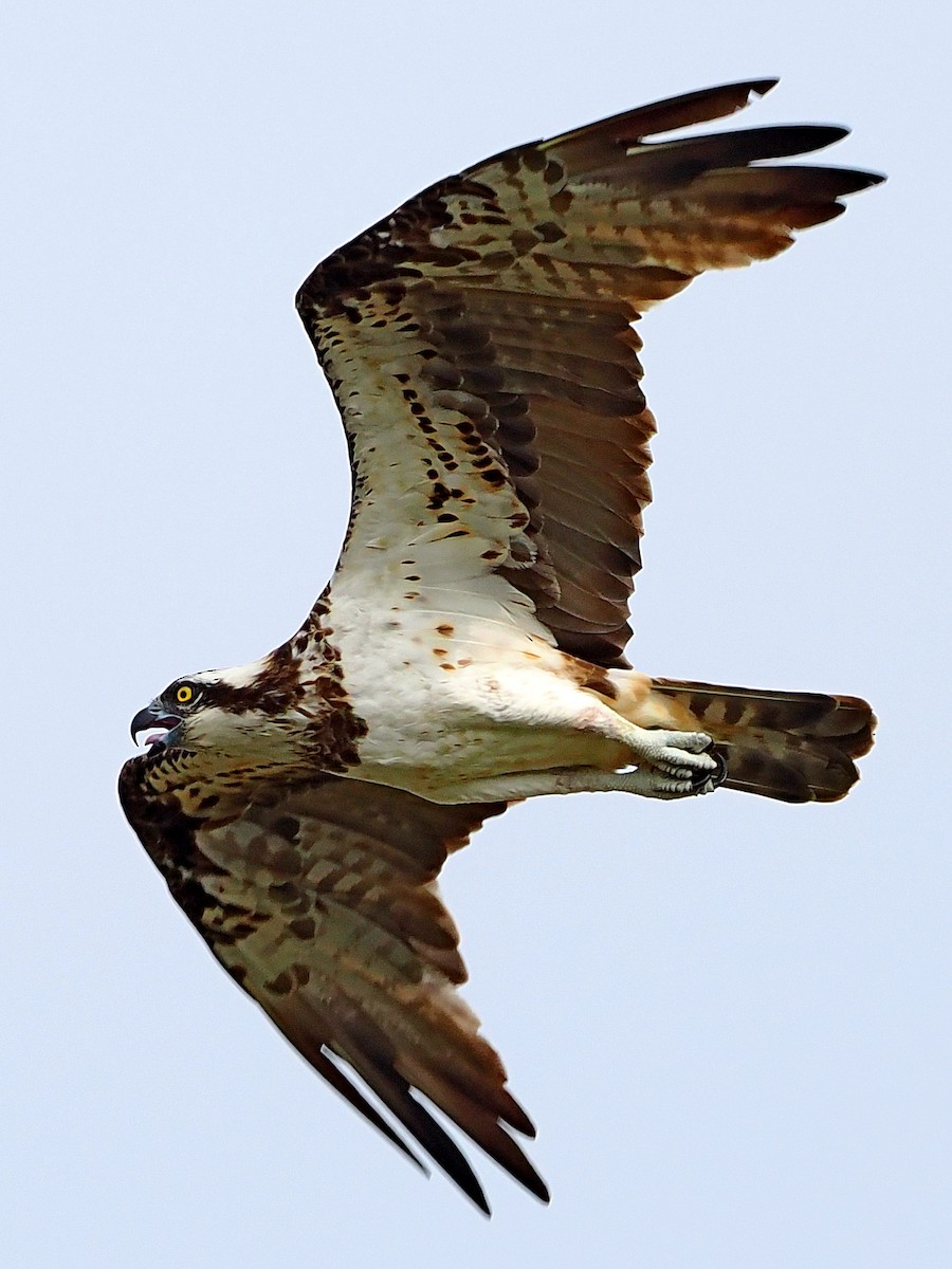 魚鷹 - ML646395999