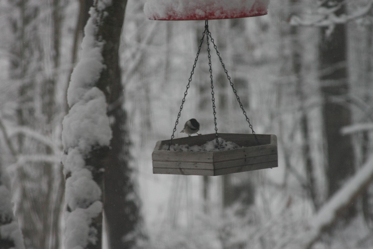 カロライナコガラ - ML646396004