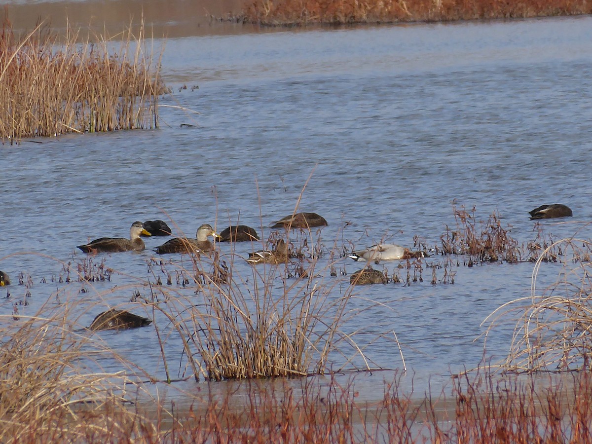 American Black Duck - ML646396006