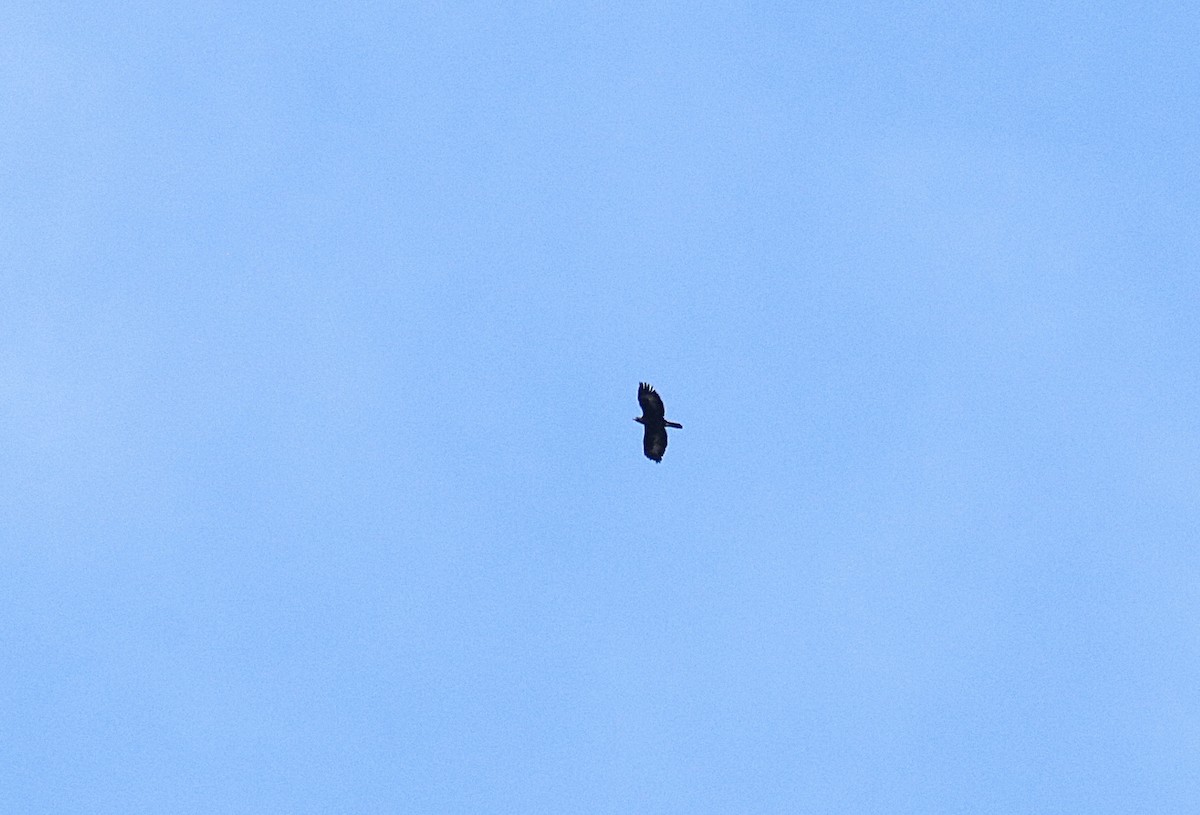 Golden Eagle - ML646396007