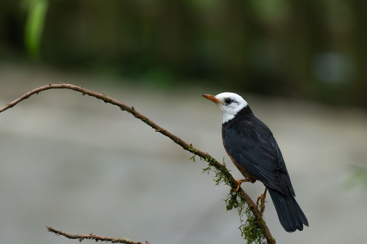 drozd tchajwanský - ML646396009