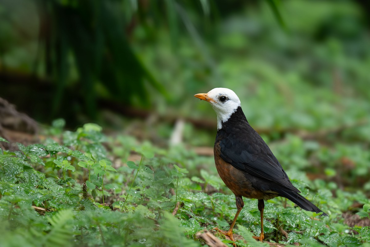 drozd tchajwanský - ML646396010