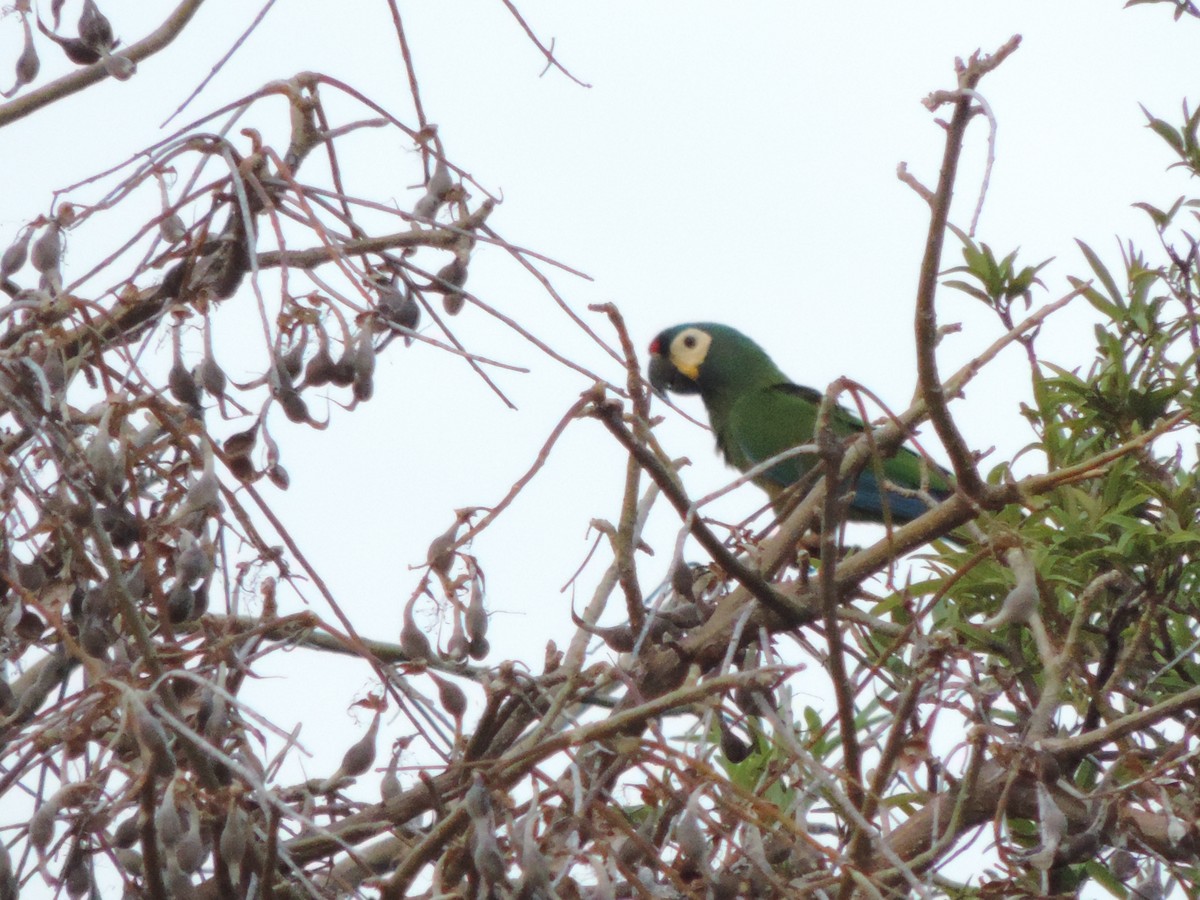 Blue-winged Macaw - ML646396011