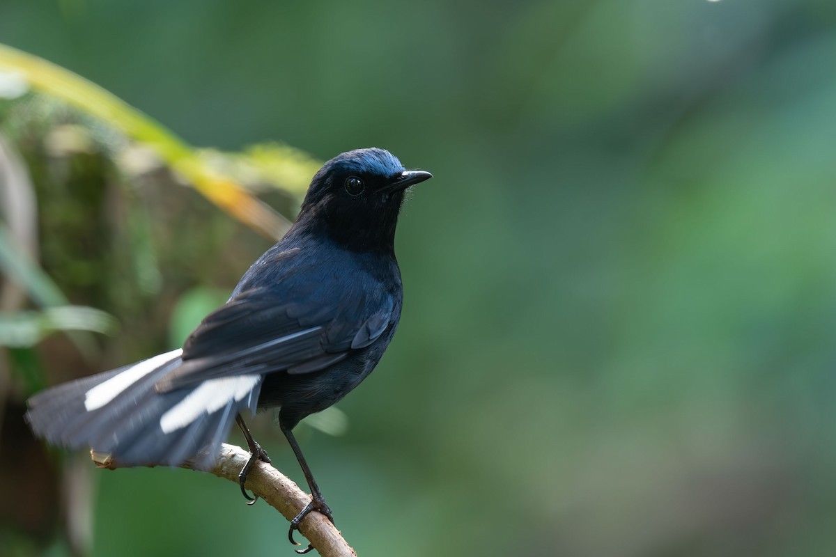 White-tailed Robin - ML646396012