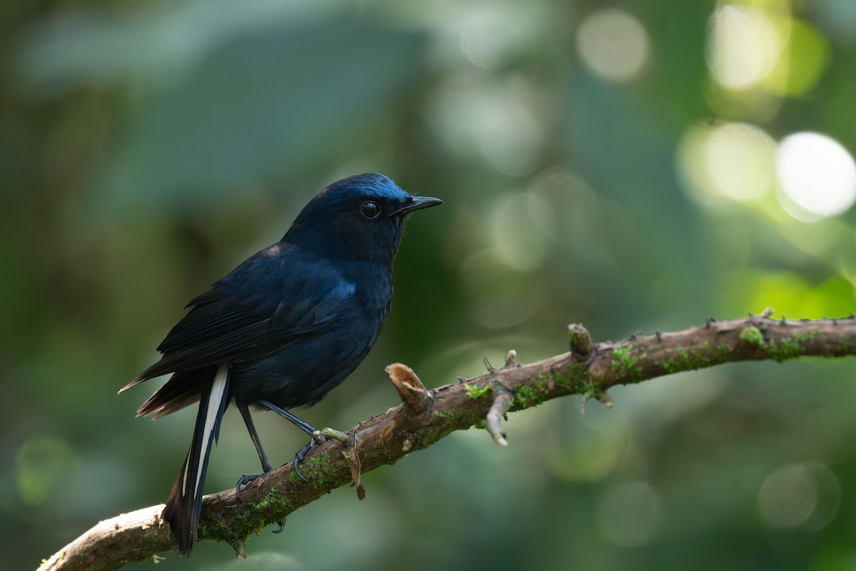 White-tailed Robin - ML646396013