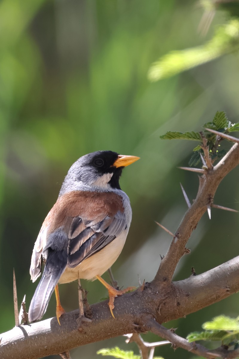 Buff-bridled Inca-Finch - ML646396014
