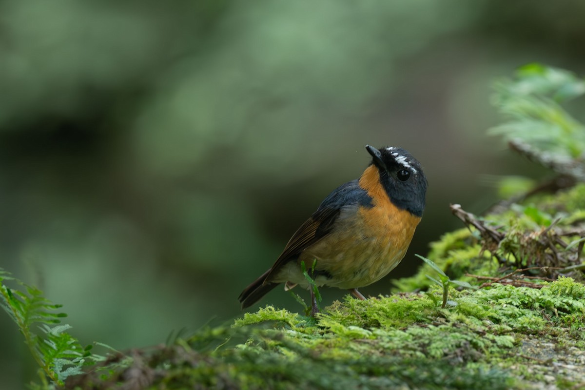 Snowy-browed Flycatcher - ML646396016