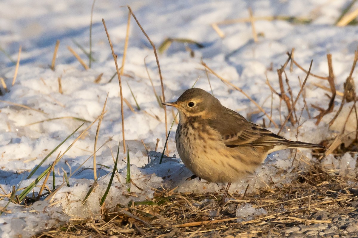 American Pipit - ML646396018