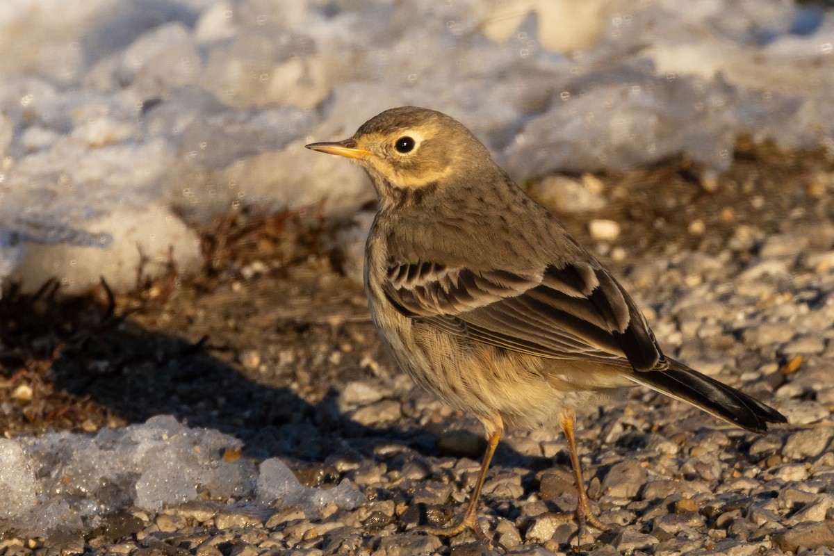 American Pipit - ML646396019