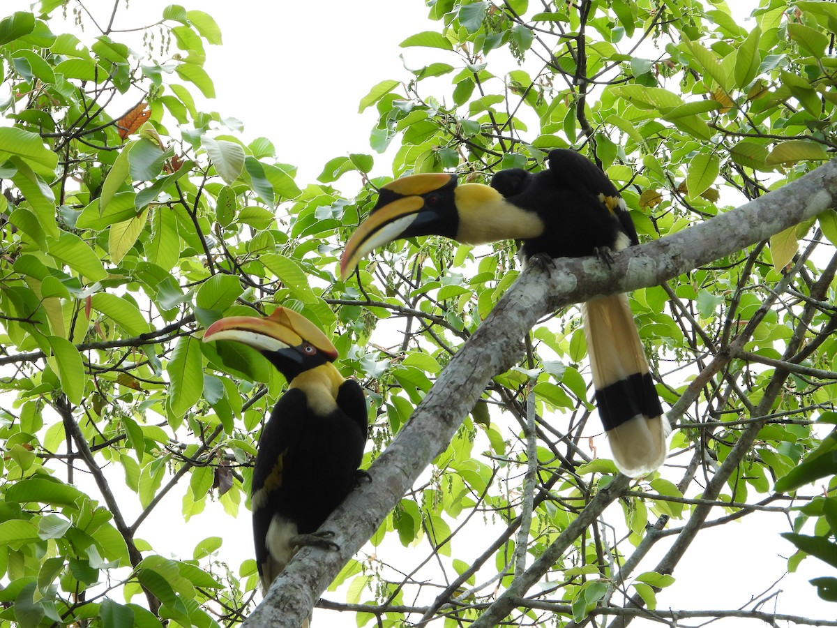 Great Hornbill - ML646396025