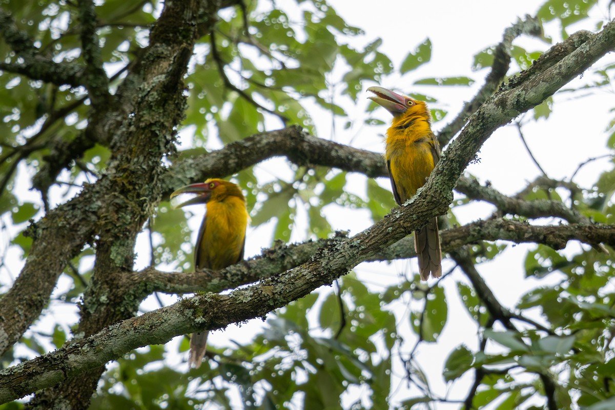 Saffron Toucanet - ML646396026