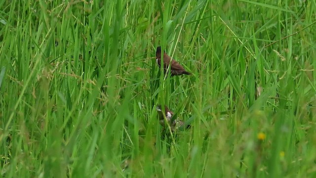 Bronze Mannikin - ML646396027