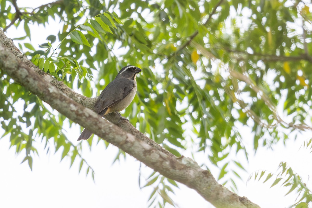 Thick-billed Saltator - ML646396031