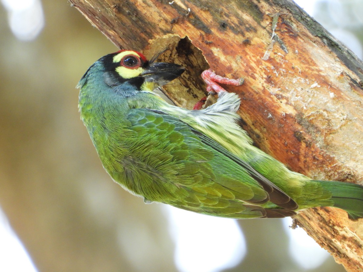 Coppersmith Barbet - ML646396032