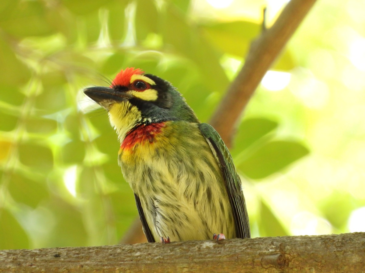 Coppersmith Barbet - ML646396033