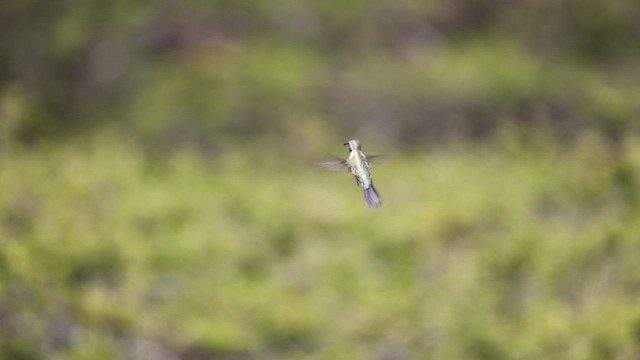 Purple-collared Woodstar - ML646396035