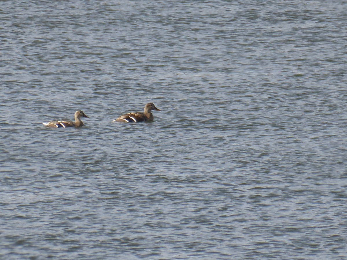 Mallard - ML646396037