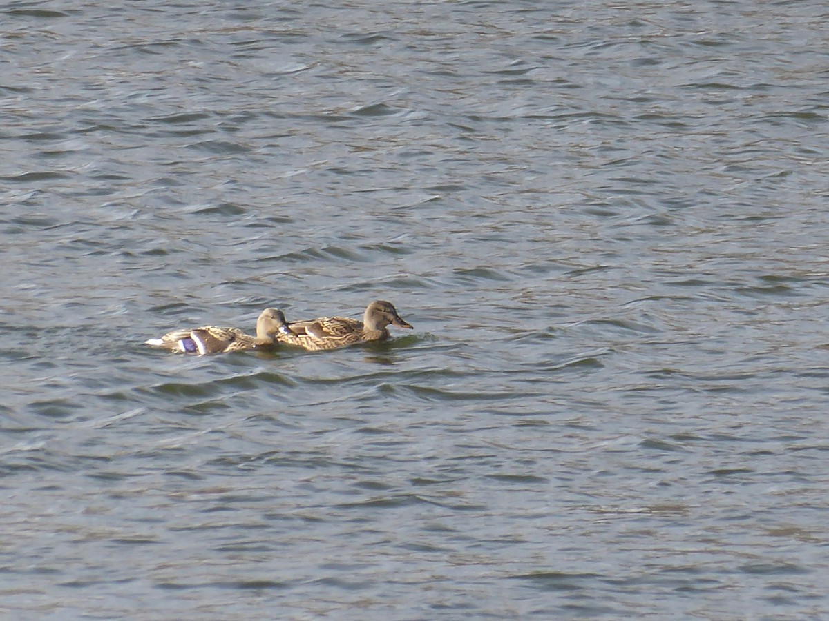 Mallard - ML646396038