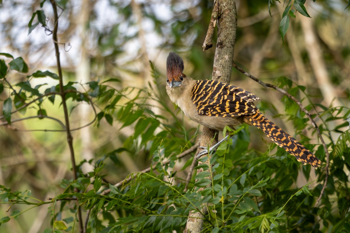 Giant Antshrike - ML646396045