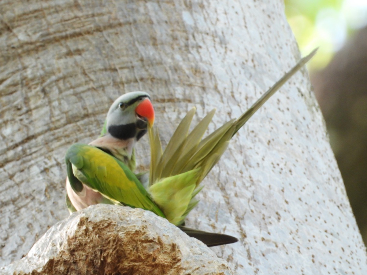 Red-breasted Parakeet - ML646396047