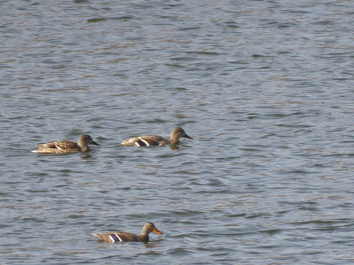 Mallard - ML646396048