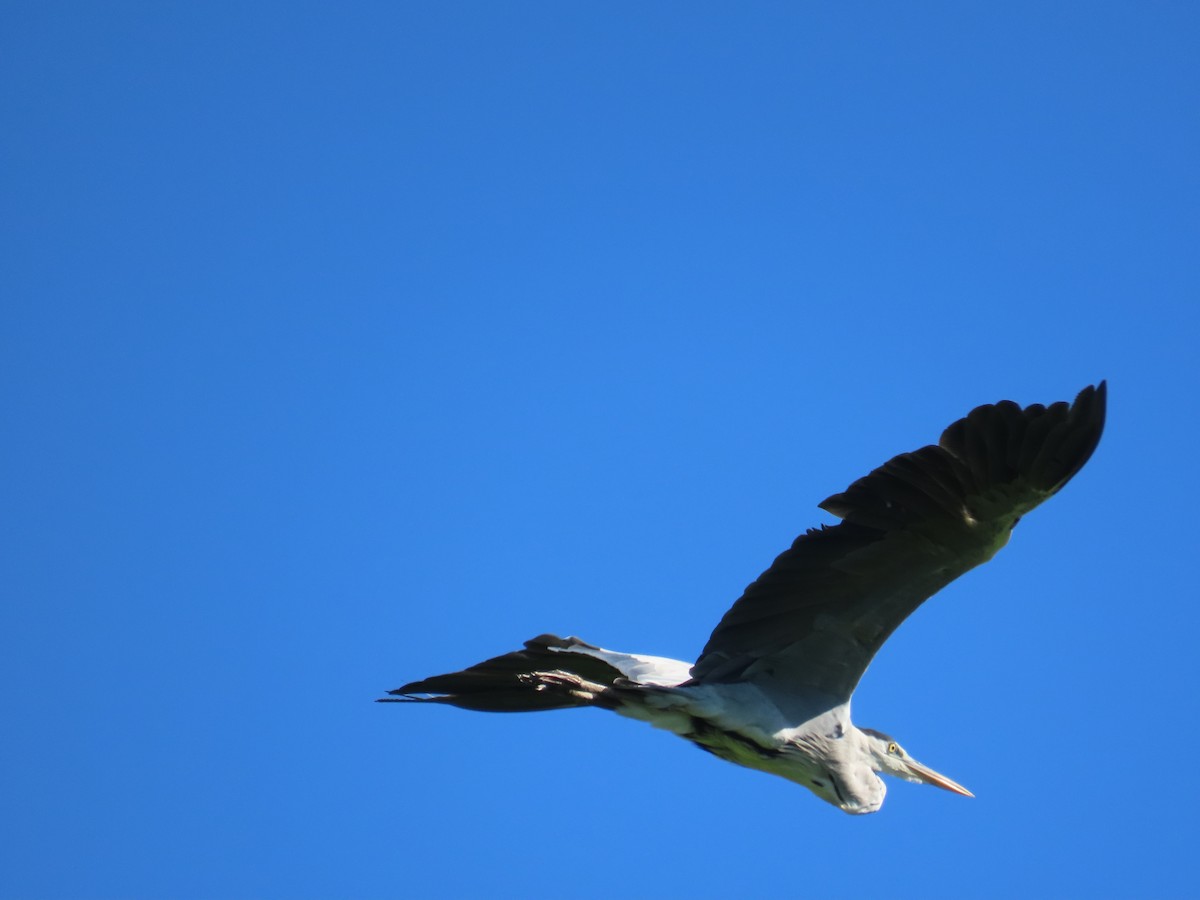 Koartza hauskara - ML646396049