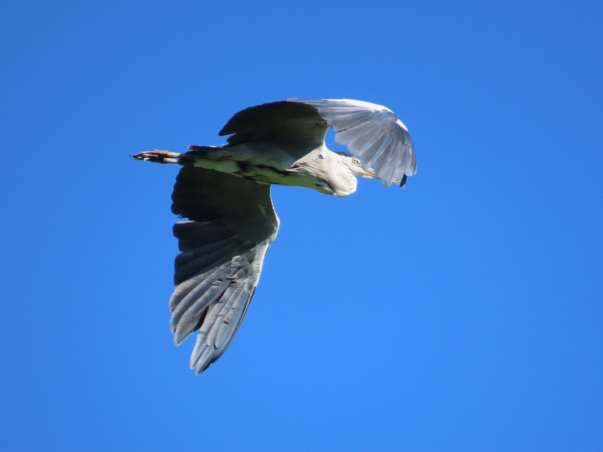 Koartza hauskara - ML646396050