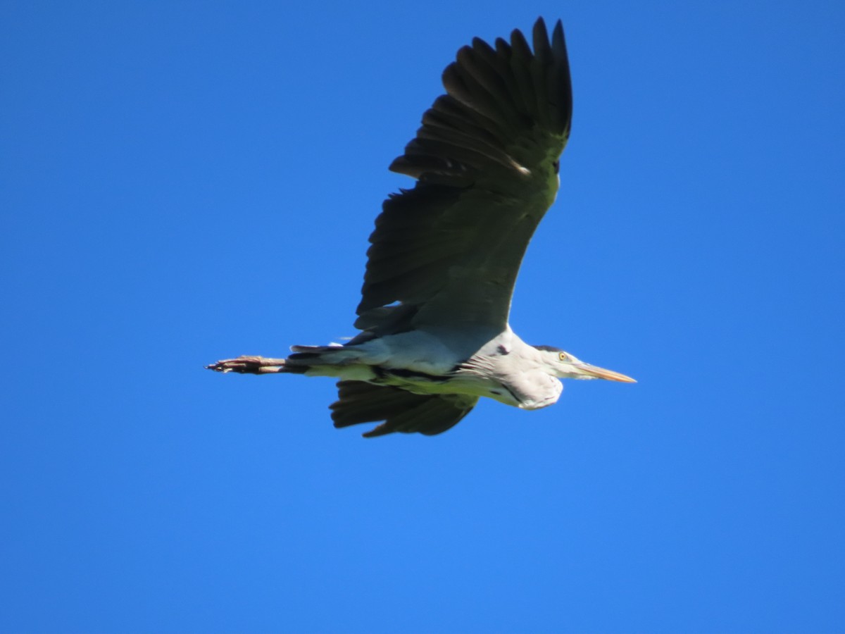 Koartza hauskara - ML646396051