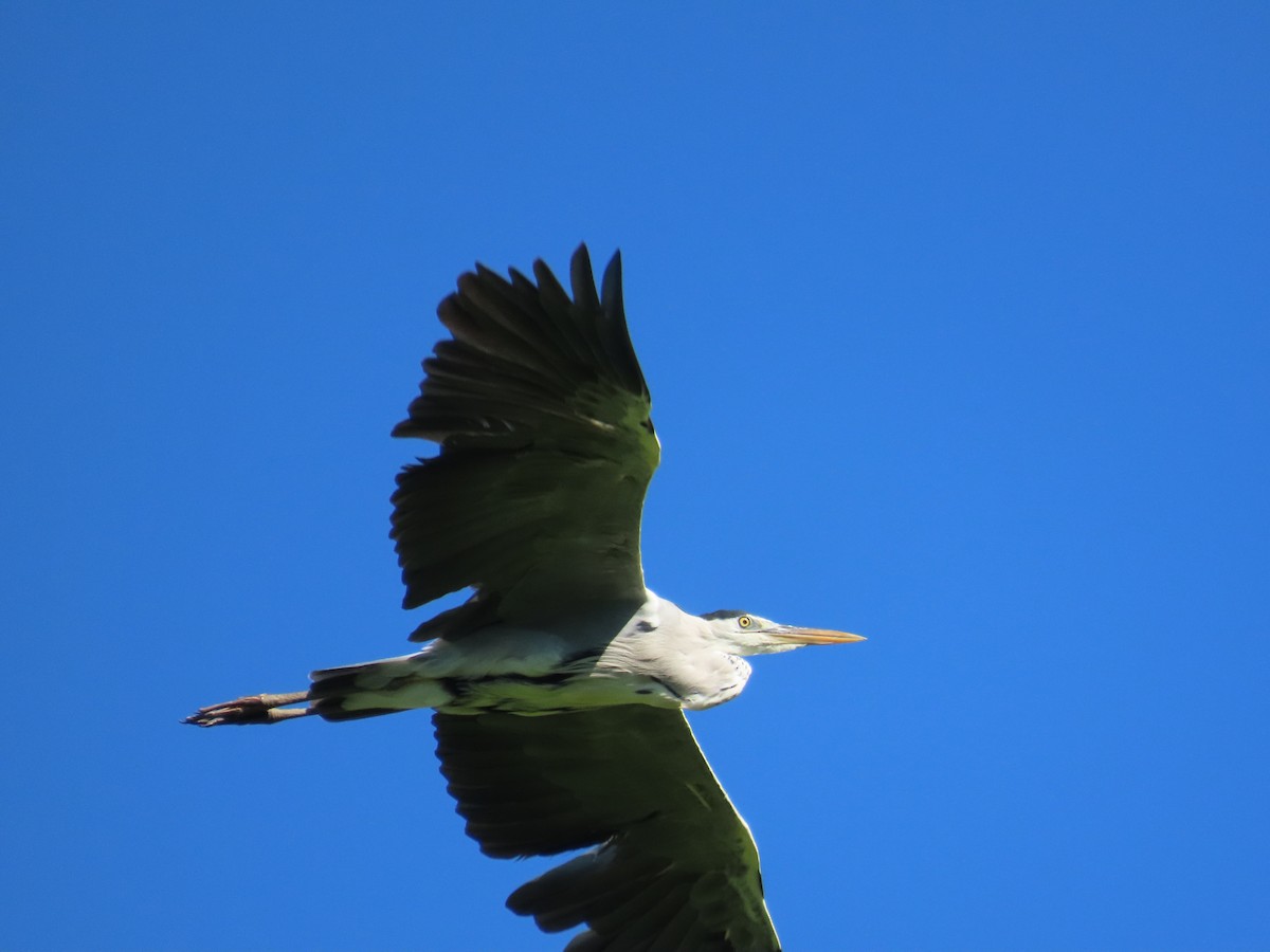 Koartza hauskara - ML646396052