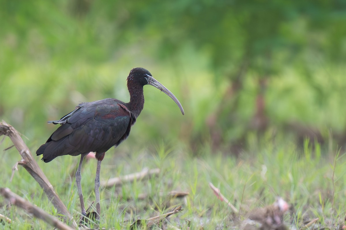 ibis hnědý - ML646396054