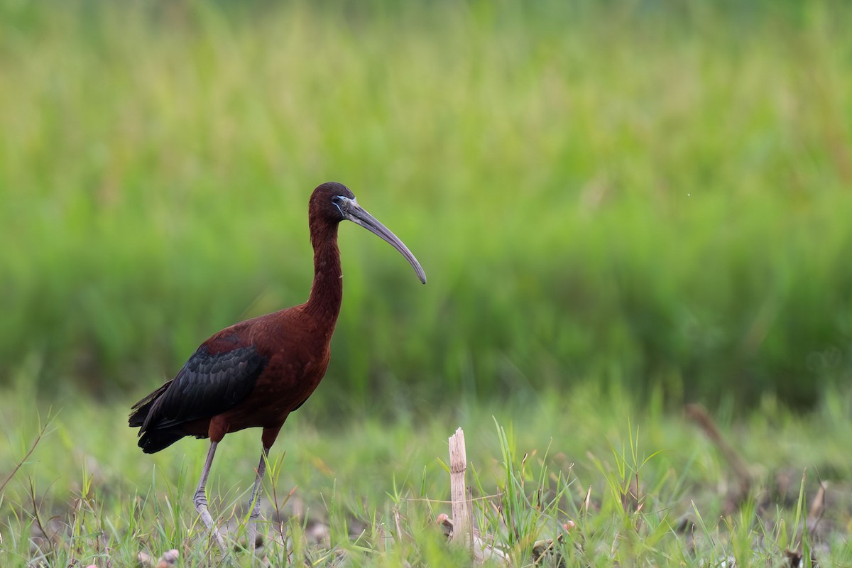 ibis hnědý - ML646396055