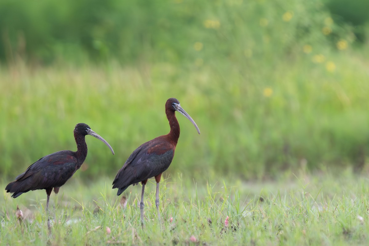 ibis hnědý - ML646396056